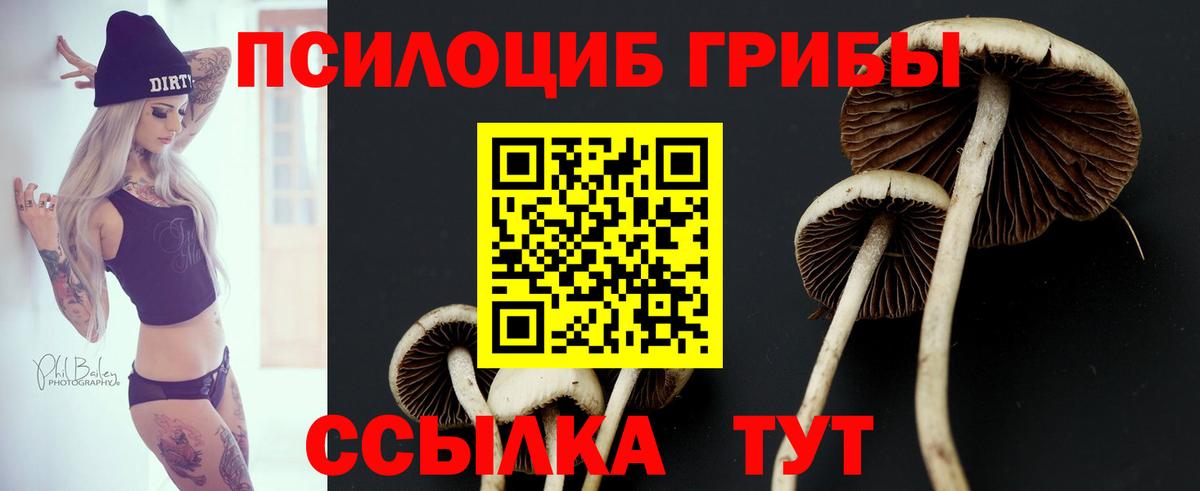 Прохладный  Псилоцибиновые грибы GOLDEN TEACHER  Вход с VPN  даркнет сайт  Псилоцибиновые грибы Psilocybe 
